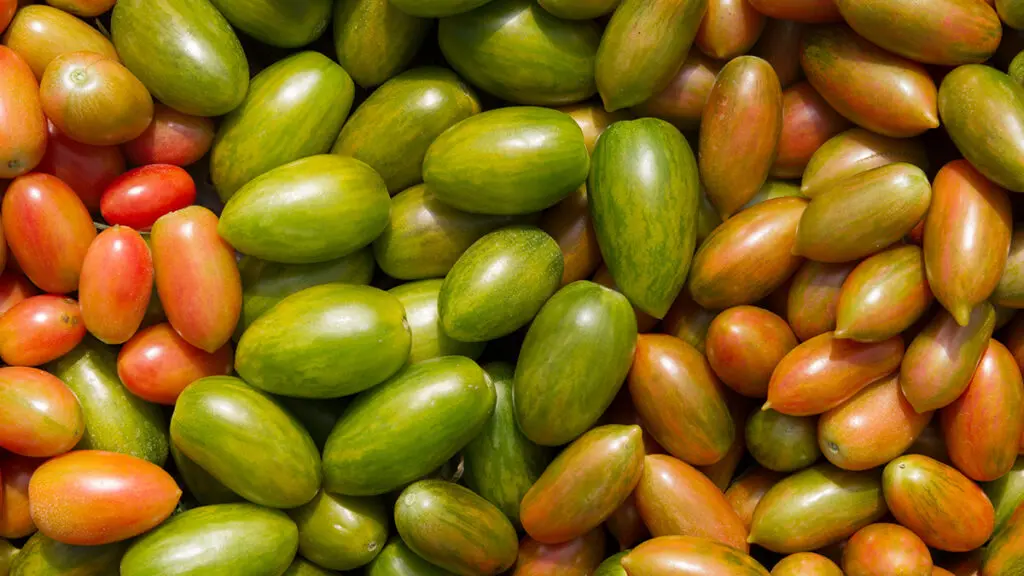 Multi-colored tomatoes.