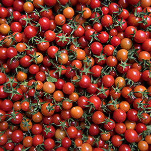 Multi-colored cherry tomatoes.
