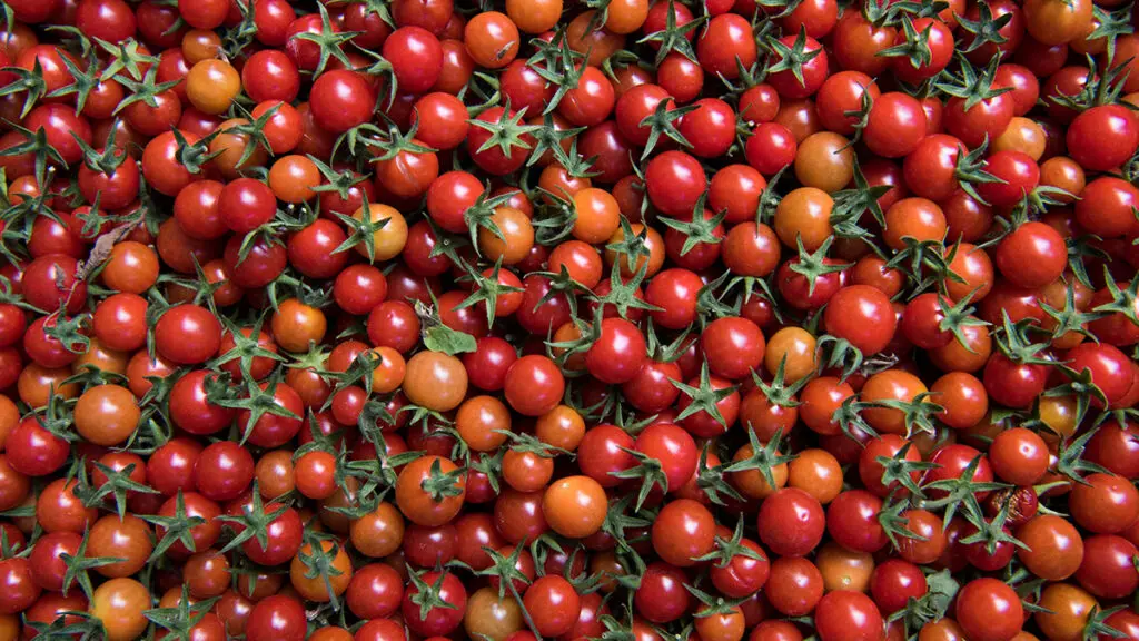 Cherry tomatoes in shades of orange and red.