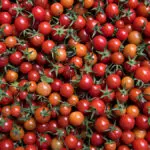 August’s Veg of the Month: Tomatoes
