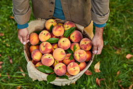 Types of peaches in a basket.
