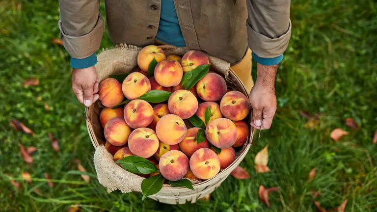 Types of peaches in a basket.
