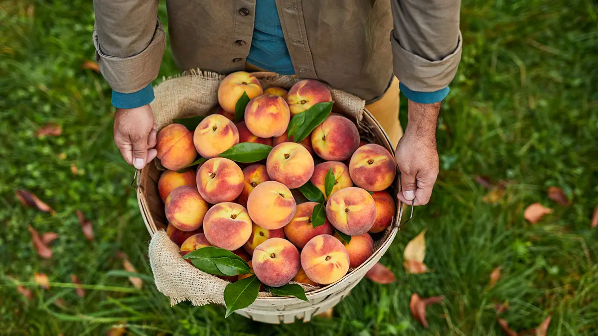 Why Georgia Peaches Are the Best - Eater Atlanta