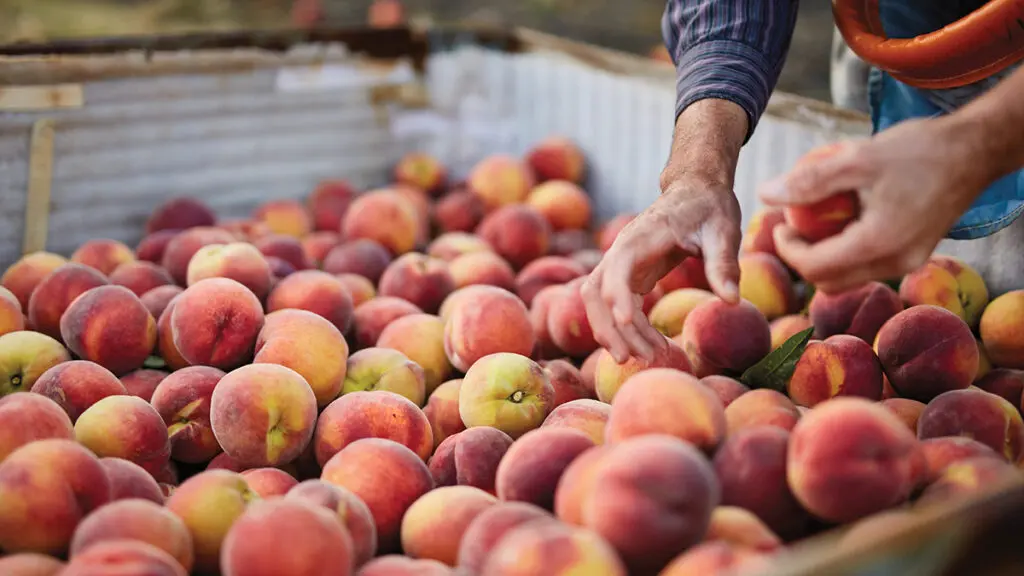 Types of peaches in a crate.