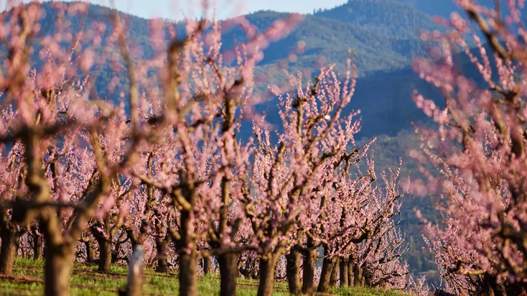 Types of peaches with an orchard of peach trees in bloom.