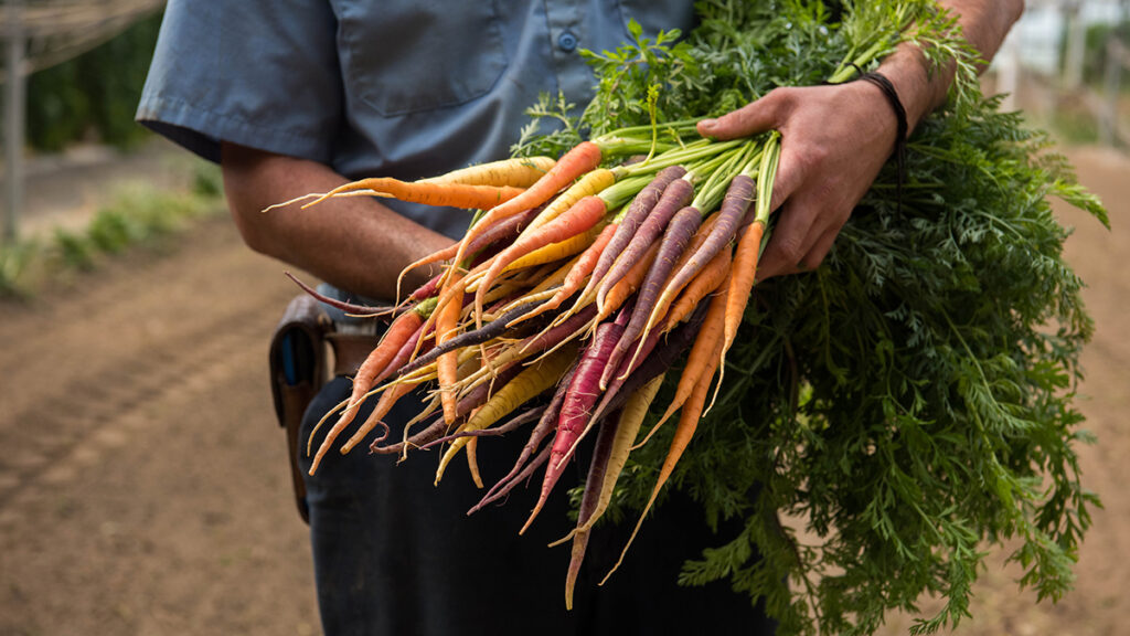 Bundle of Chef's Garden carrots in hands.