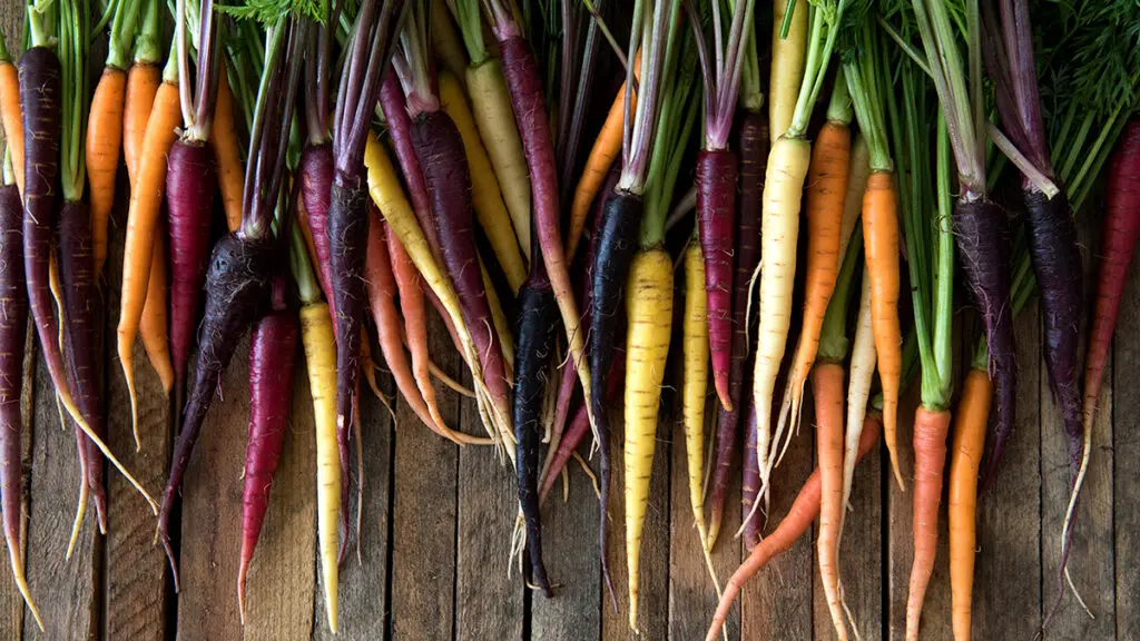 Multi-colored carrots on a wood table.