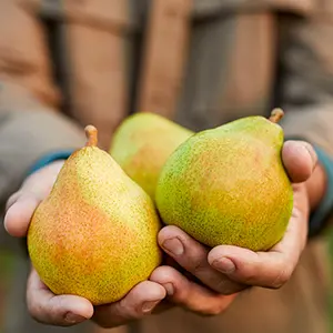 pears guide