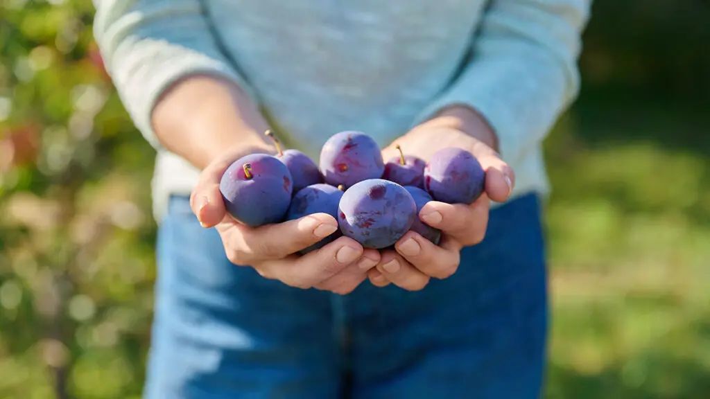 Close up ripe blue plums in woman hands outdoor, nature background