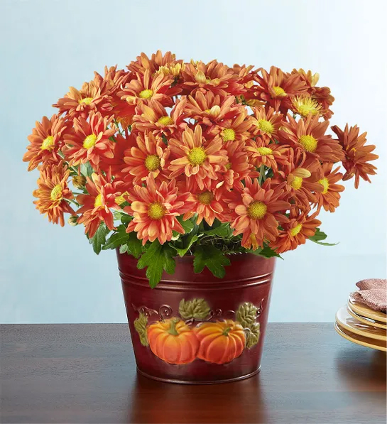 Fall gifts with a bouquet of orange chysanthemums.