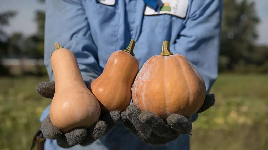 Three different squash in a farmer's hands.