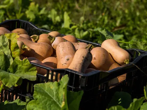 Butternut squash in a crate in a field.