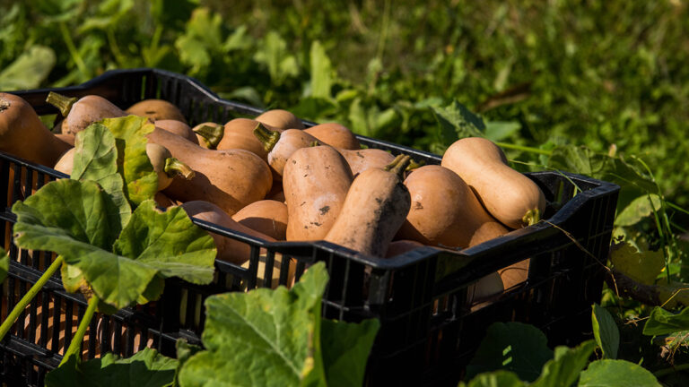 Butternut squash in a crate in a field.