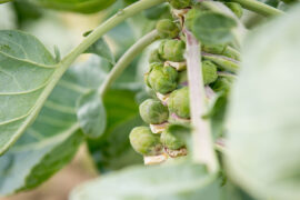Brussels sprouts on a stalk.