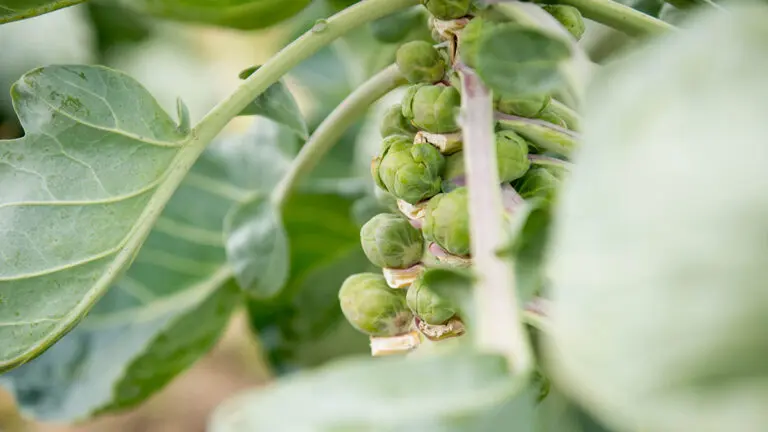 Brussels sprouts on a stalk.