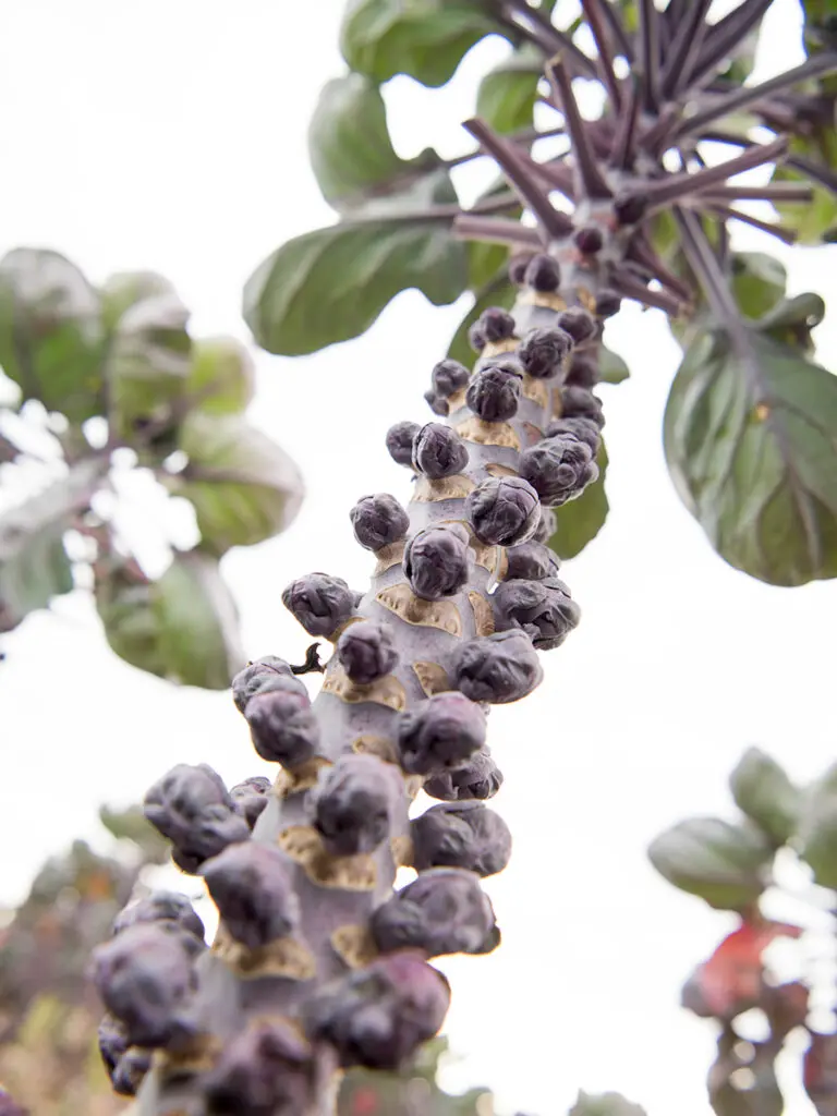 brussel sprouts purple stock