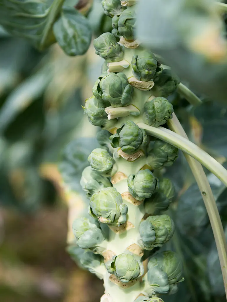 brussels sprouts green stalk