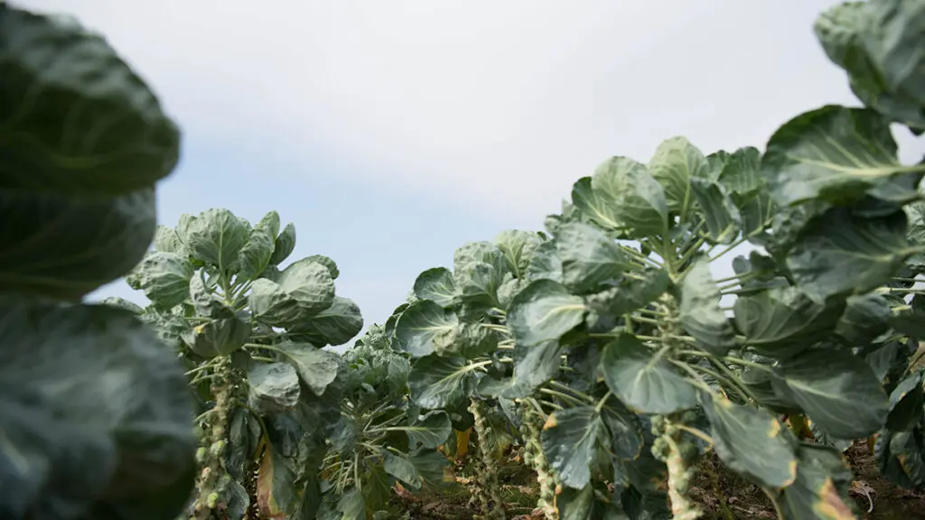 brussels sprouts in field
