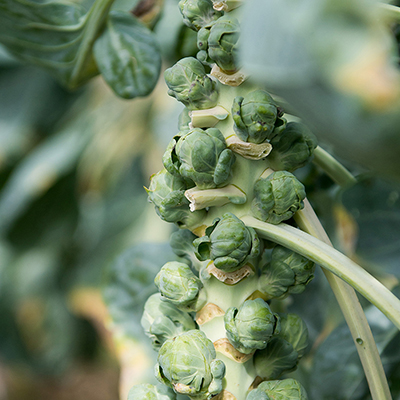 brussels sprouts guide