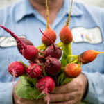 December’s Veg of the Month: Candy Cane Beets