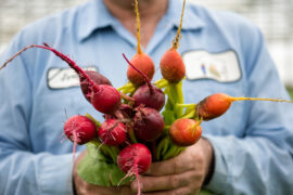 Candy can beets in farmer hands.