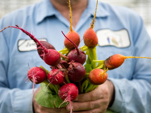 Candy can beets in farmer hands.