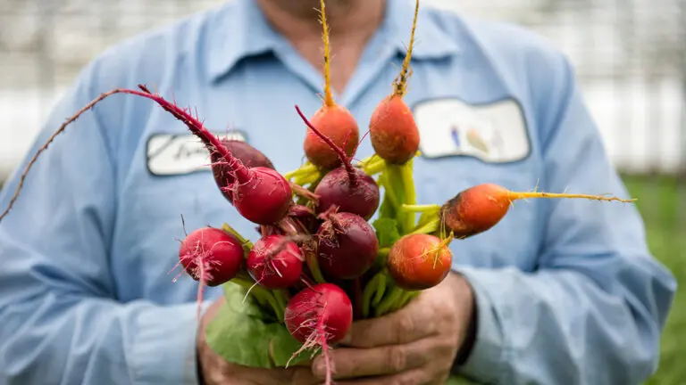 Candy can beets in farmer hands.