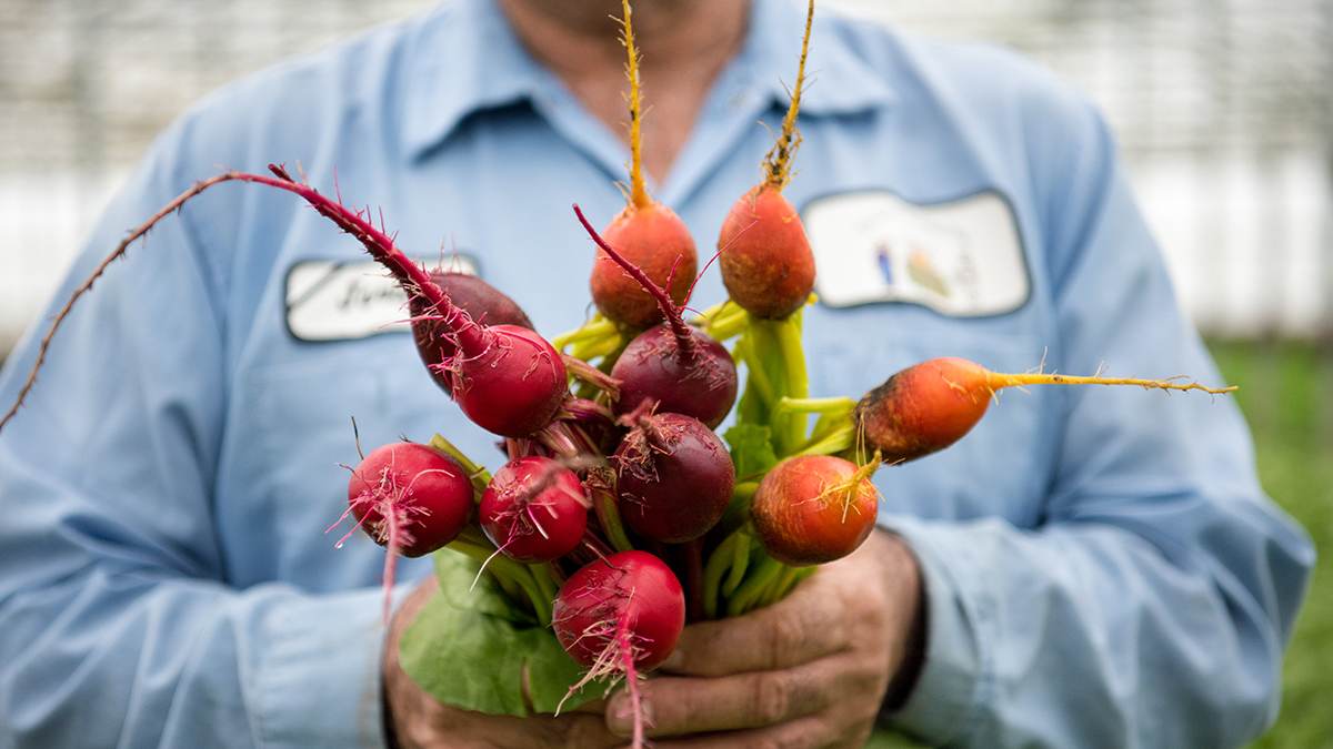 Candy Cane Beets A Short Guide The Table by Harry & David
