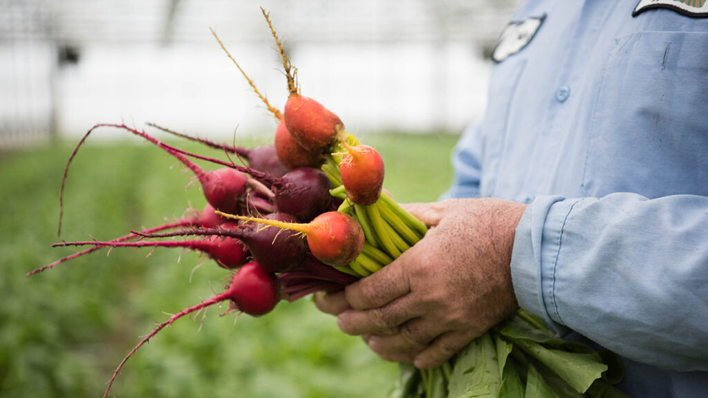 Bushel of candy can beets in farmer's hands.