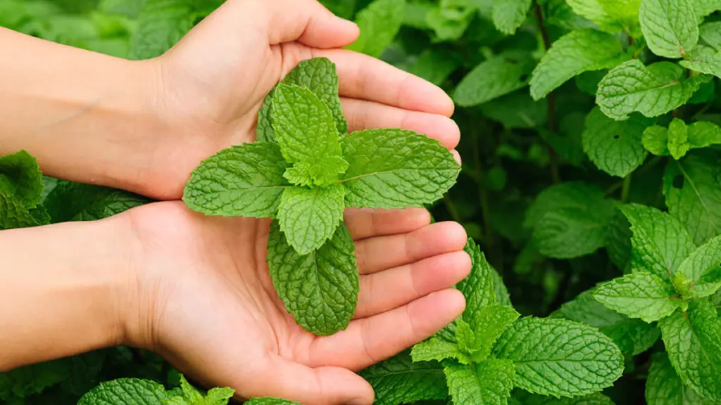 history of peppermint hands with leaves