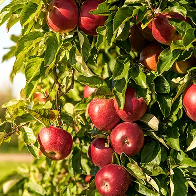 Apples on a tree in an orchard.