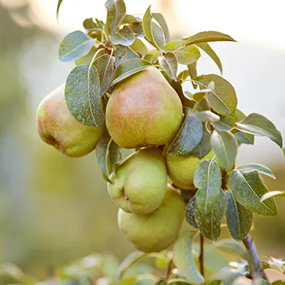 how to keep fruit fresh pears