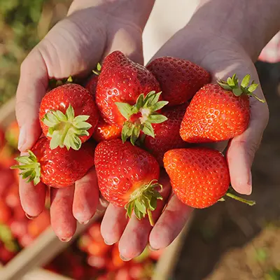 Hands holding freshly picked bright red strawberries