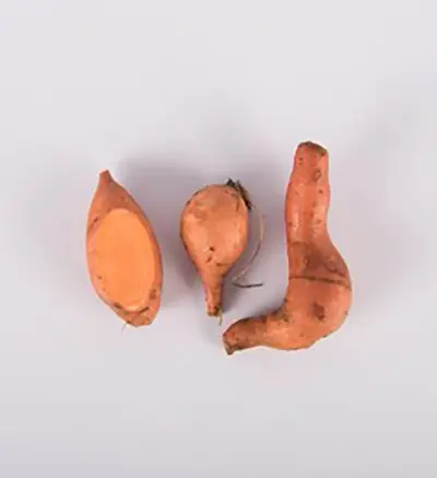 Copper penny sweet potatoes with a white background.