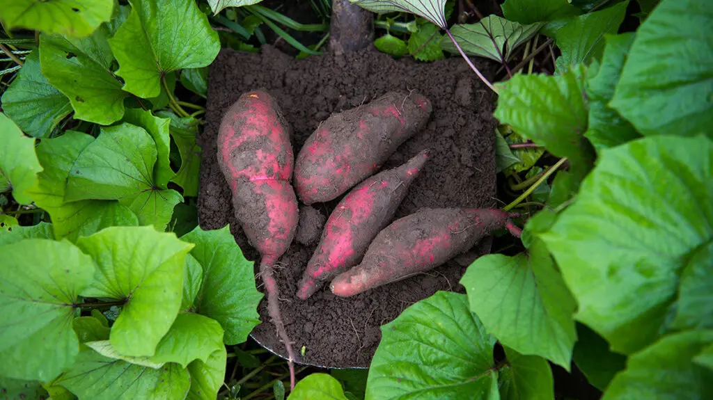 Sweet potatoes in dirt surrounded by green leaves.