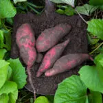 January’s Veg of the Month: Sweet Potatoes