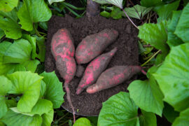 Sweet potatoes in dirt surrounded by green leaves.