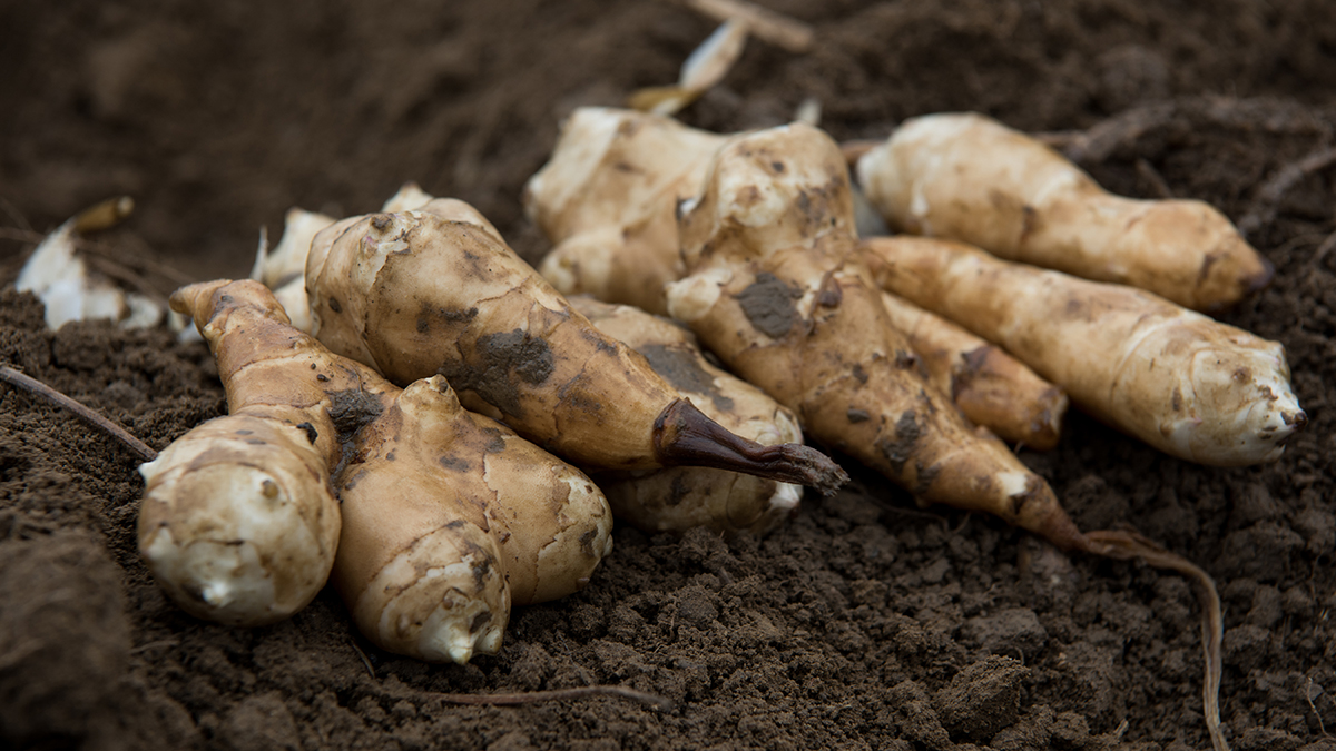 Jerusalem Artichokes A Short Guide The Table by Harry & David