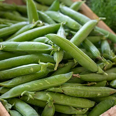 New harvest of green garden snap peas on weekly market in Proven
