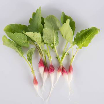 Types of radishes with several French breakfast radishes on a white background.