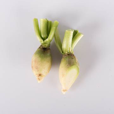 Types of radishes with two lime green radishes on a white background.