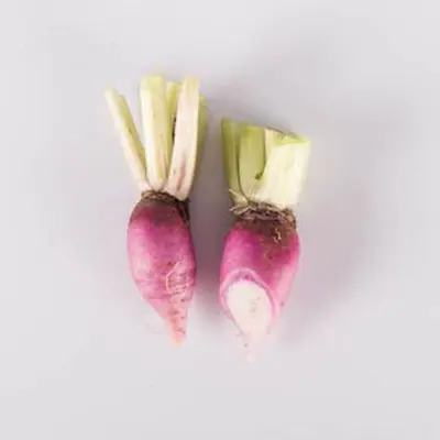 Types of radishes with two purple ninja radishes on a white background.