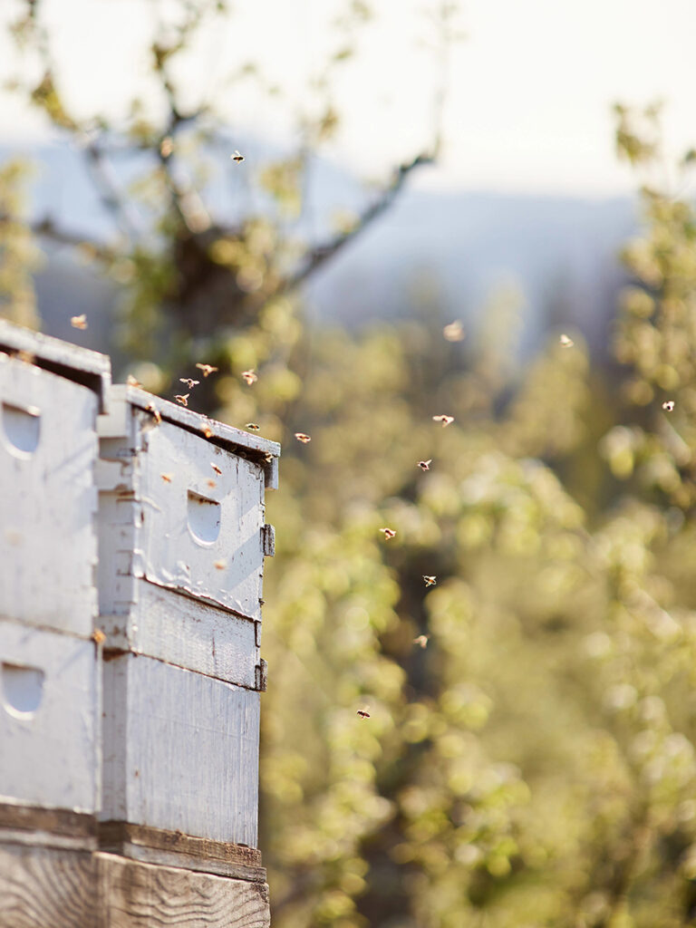 Royal Riviera Pears history with bees flying in and out of a box hive.