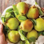 Growing a Legacy: A Closer Look at the Royal Riviera® Pear